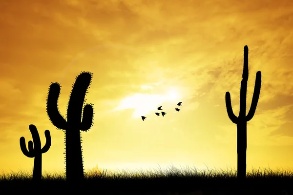 Cactus silhouet — Stockfoto