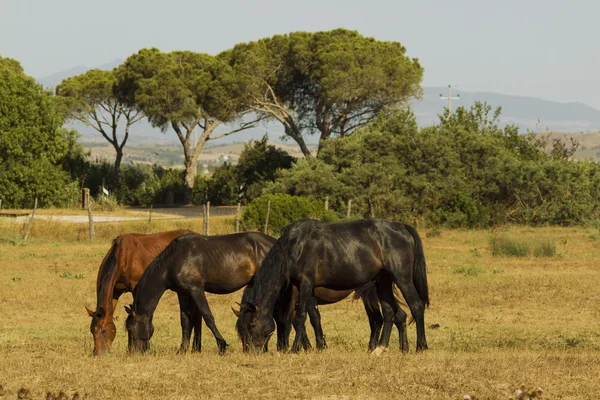 Horses — Stock Photo, Image