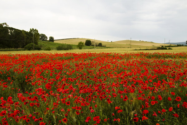 Poppies