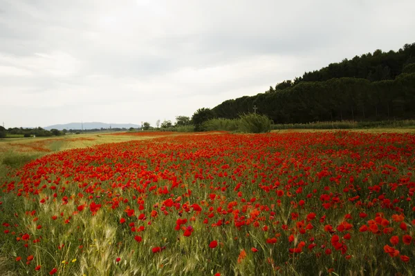 Amapolas — Foto de Stock