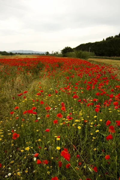 Papavers — Stockfoto