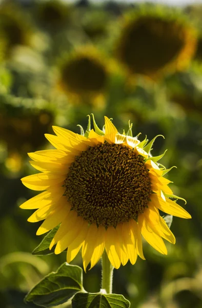 Girasol —  Fotos de Stock