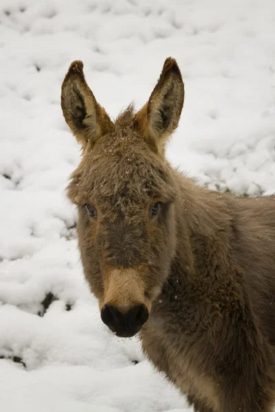 Ezel in de sneeuw — Stockfoto