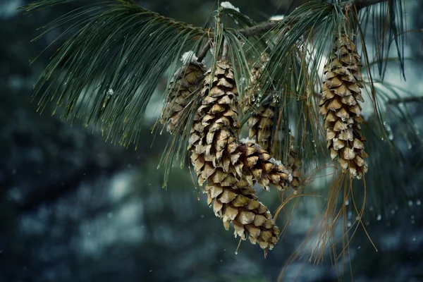 Cones on pine — Stock Photo, Image