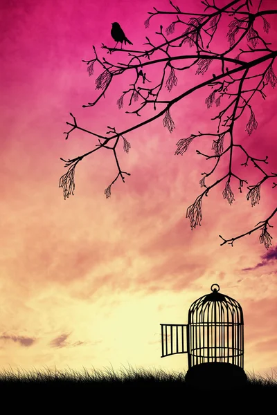 Cage pour oiseaux — Photo