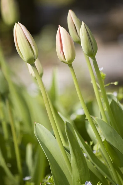 Tulipány — Stock fotografie