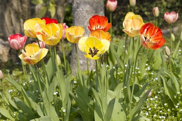 Tulipány — Stock fotografie