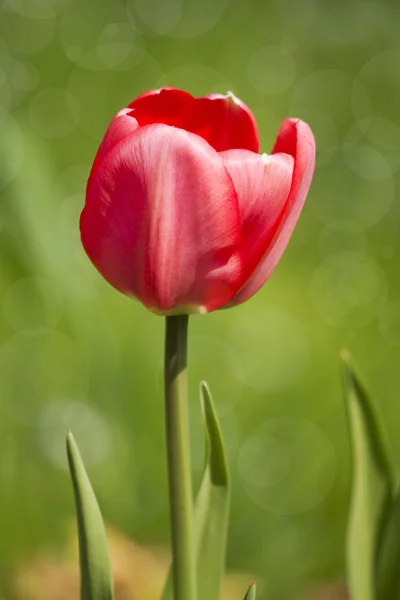 Tulips — Stock Photo, Image