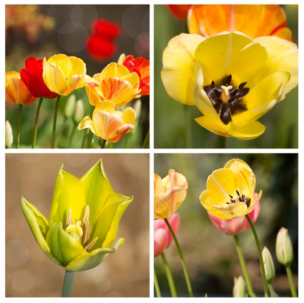 Tulipány — Stock fotografie