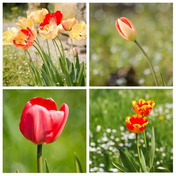 Tulips — Stock Photo, Image