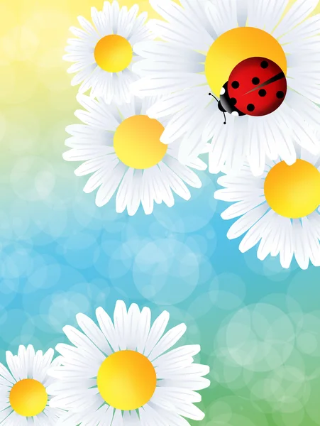 Ladybug — Stock Photo, Image