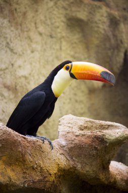Tucano