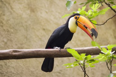 Tucano