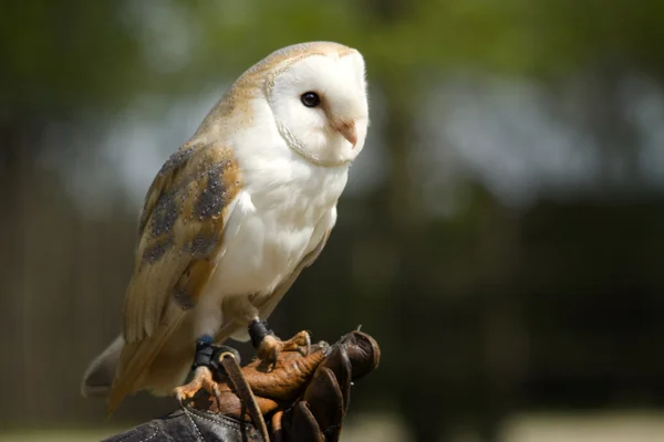 Barn owl — Stock Photo, Image