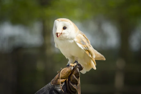 Barn owl — Stock Photo, Image