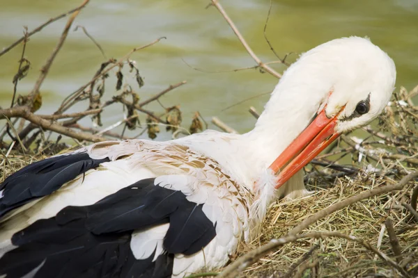 Storks — Stock Photo, Image