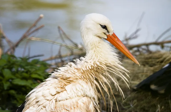 Störche — Stockfoto