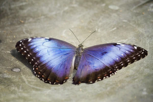 Morpho motyl — Zdjęcie stockowe