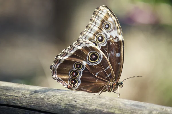 Borboleta morpho — Fotografia de Stock