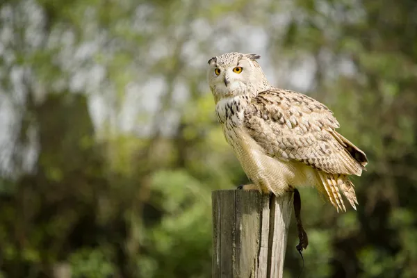 GRAN OWL — Foto de Stock