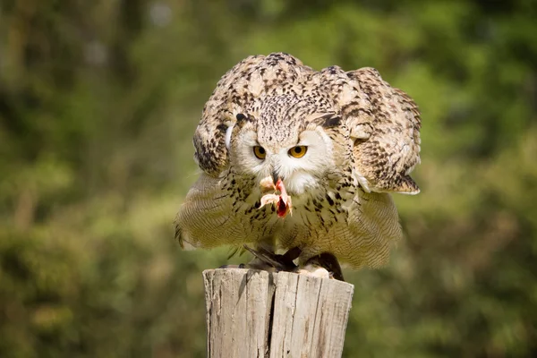 Great owl — Stock Photo, Image