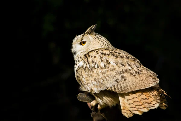 GRAN OWL — Foto de Stock