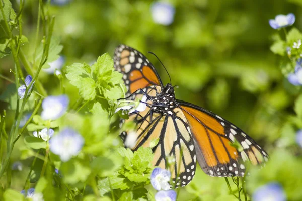 Monarchfalter — Stockfoto