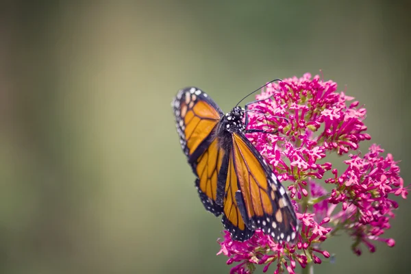 Monarchfalter — Stockfoto