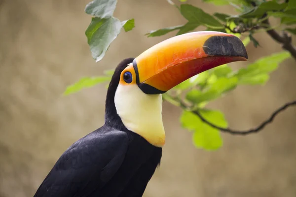 Tucano vagyok. — Stock Fotó