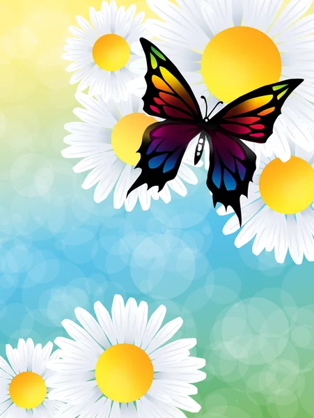 Butterfly on daisy — Stock Photo, Image