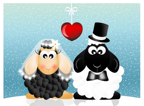 Wedding sheeps — Stock Photo, Image