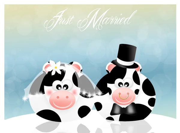 Vacas de casamento — Fotografia de Stock