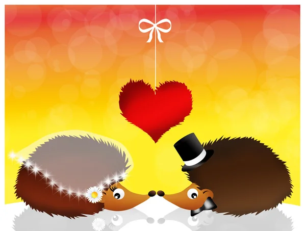 Pair of hedgehogs — Stock Photo, Image