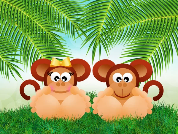 Monkeys — Stock Photo, Image