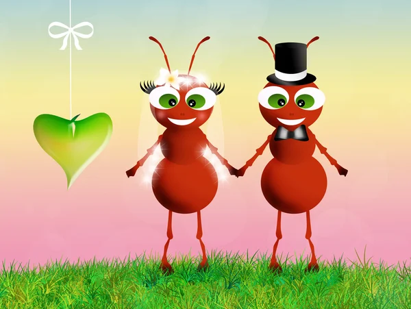 Ants in love — Stock Photo, Image