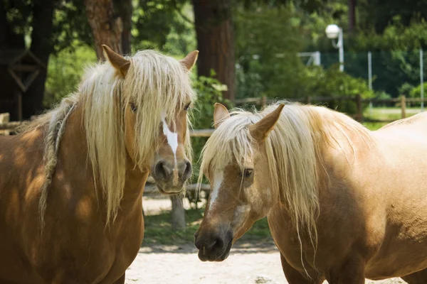 Cavalos castanhos — Fotografia de Stock