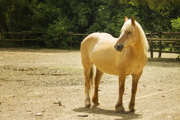 Cavalo castanho — Fotografia de Stock