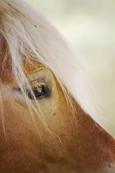 Очі коня — стокове фото