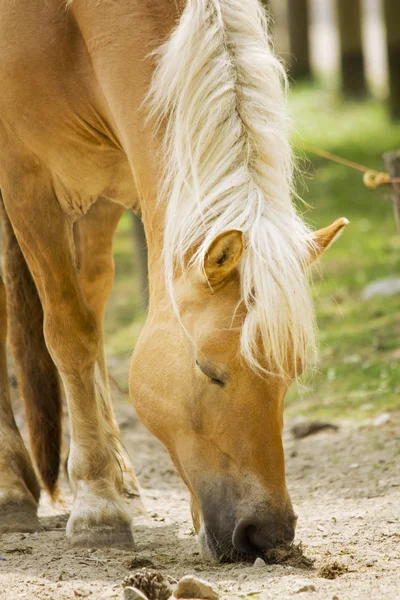 Brown Horse — Stock Photo, Image