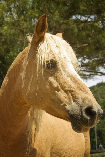 Коричневий кінь — стокове фото