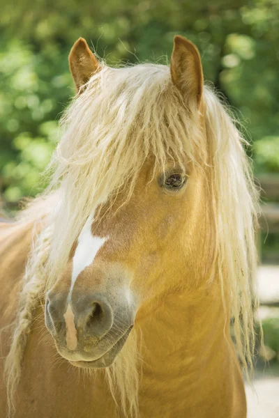 Brown Horse — Stock Photo, Image