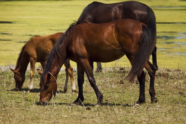 牧草地に馬がいて — ストック写真