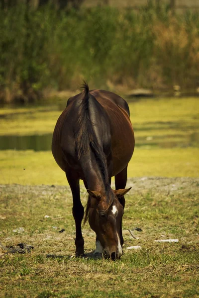 Kuda di padang rumput — Stok Foto
