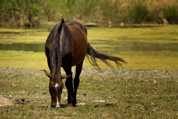 Pferd auf der Weide — Stockfoto