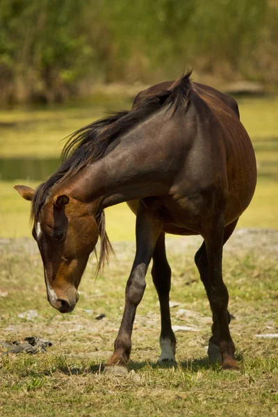 Cavalo no prado — Fotografia de Stock