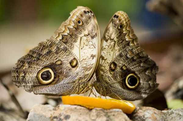 Mariposa. — Foto de Stock