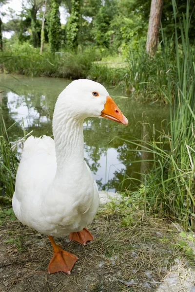 Weiße Gans — Stockfoto