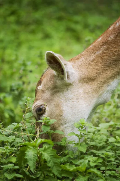 Rehe im Gras — Stockfoto