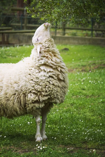 Schapen in het gras — Stockfoto