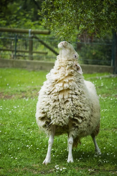 Schapen in het gras — Stockfoto